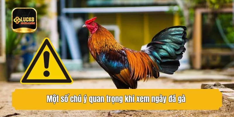 Một số chú ý quan trọng khi xem ngày đá gà 